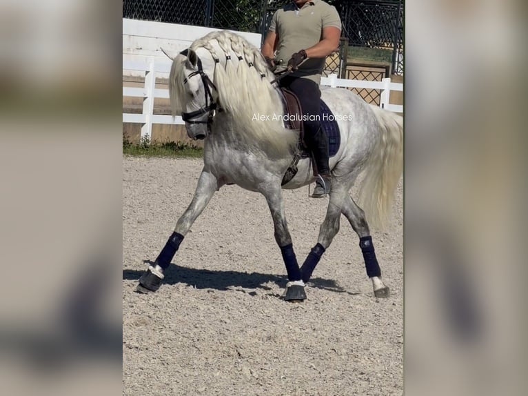 PRE Mix Stallion 8 years 15,2 hh White in Sevilla