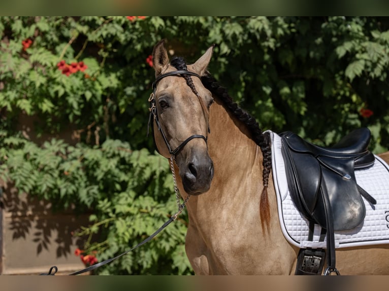 PRE Mix Stallion 8 years 15,3 hh Dun in Benifaio