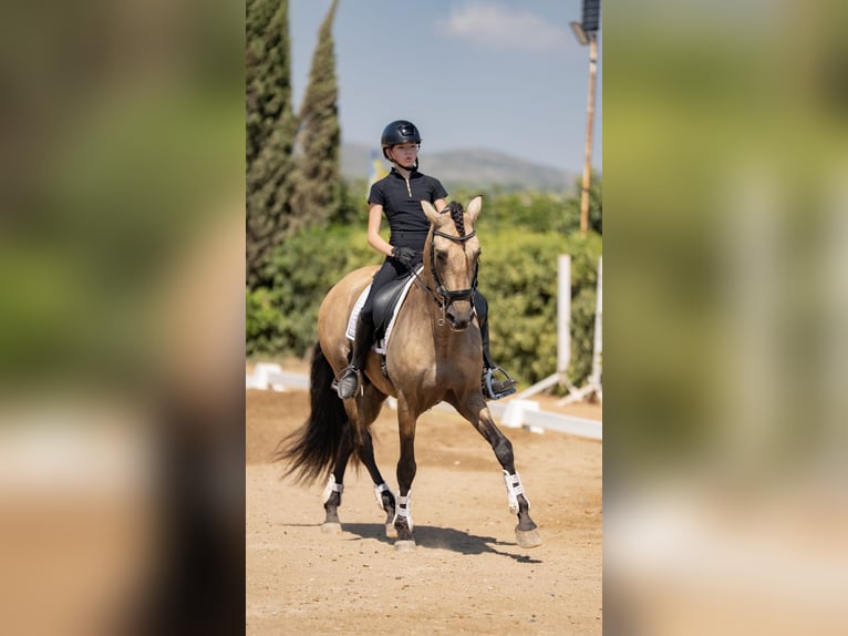PRE Mix Stallion 8 years 15,3 hh Dun in Benifaio