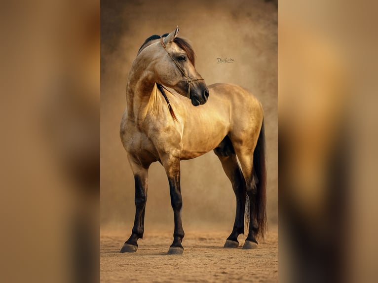PRE Mix Stallion 8 years 15,3 hh Dun in Valencia