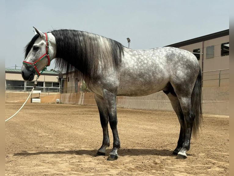 PRE Mix Stallion 8 years 15,3 hh Grey-Dapple in Martfeld