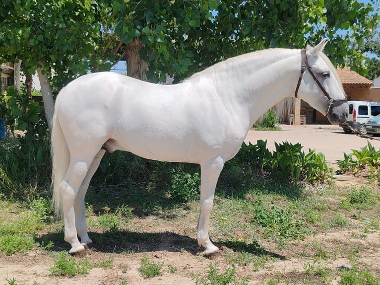 PRE Mix Stallion 8 years 15,3 hh Grey-Dapple in Valencia