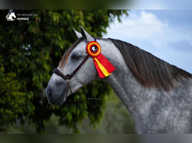 PRE Stallion 8 years 15,3 hh Grey in Menorca