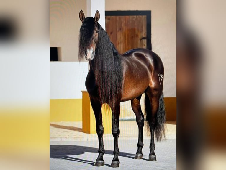PRE Mix Stallion 8 years 16,1 hh Bay-Dark in Cadiz