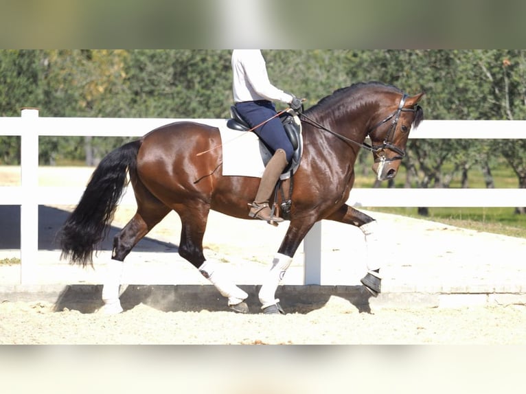 PRE Mix Stallion 8 years 16,1 hh Bay in NAVAS DEL MADRONO