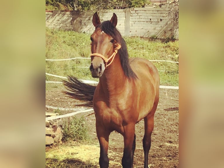 PRE Stallion 8 years 16,1 hh Bay in Mijas