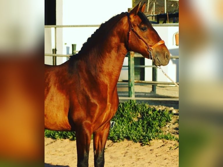 PRE Stallion 8 years 16,1 hh Bay in Mijas