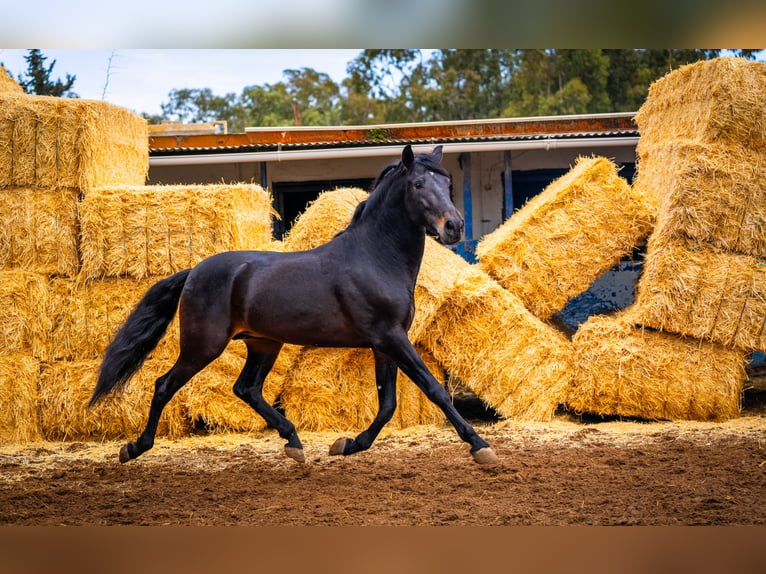 PRE Mix Stallion 8 years 16,1 hh Black in Valencia