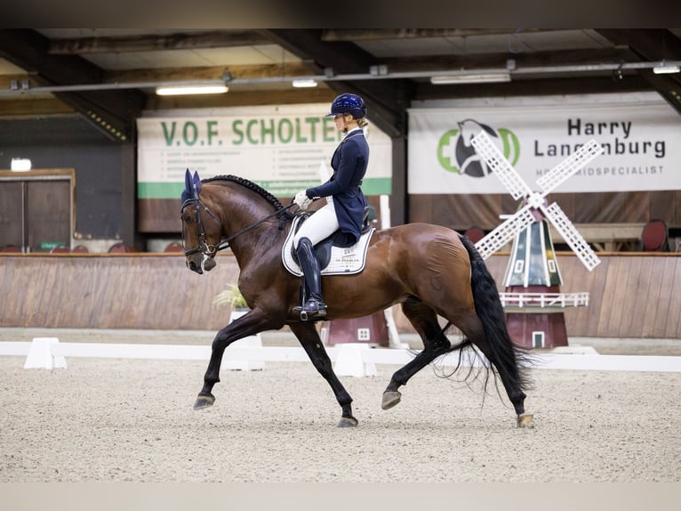 PRE Mix Stallion 8 years 16.1 hh Brown in Vinkeveen