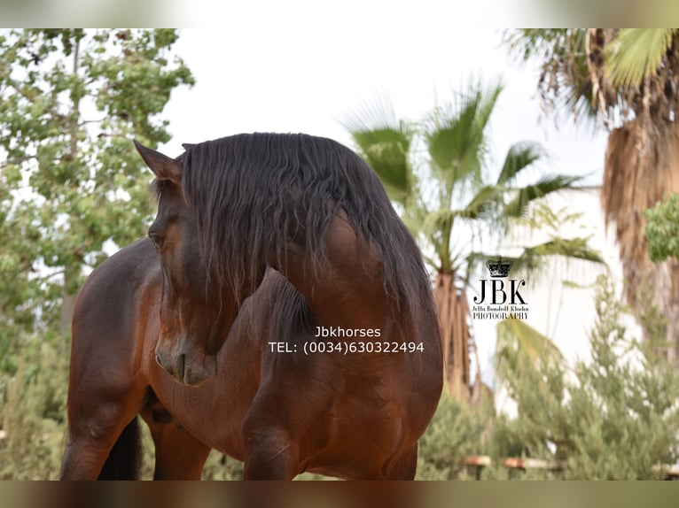 PRE Stallion 8 years 16,1 hh Brown in Tabernas Almeria