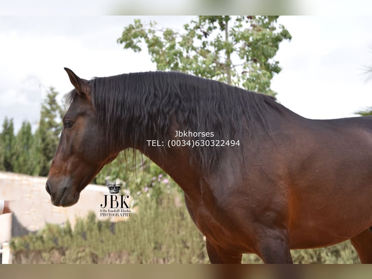 PRE Stallion 8 years 16,1 hh Brown in Tabernas Almeria