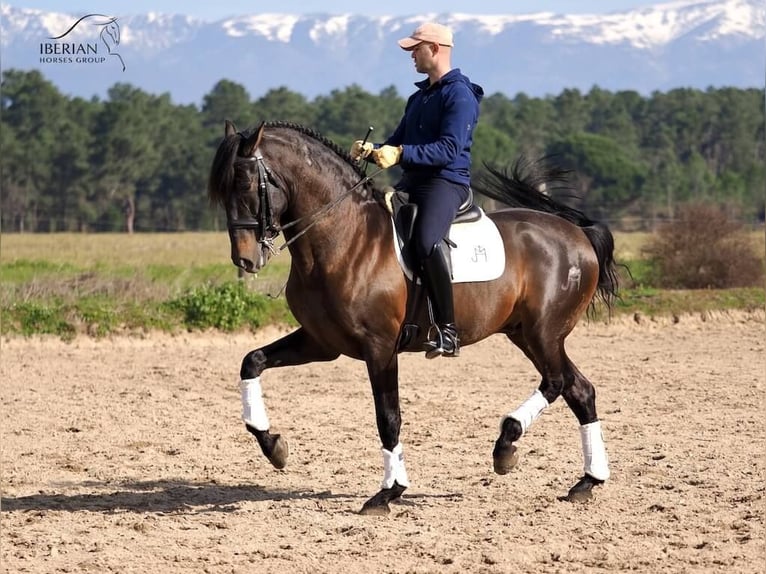 PRE Mix Stallion 8 years 16.1 hh Brown in Navas Del Madroño