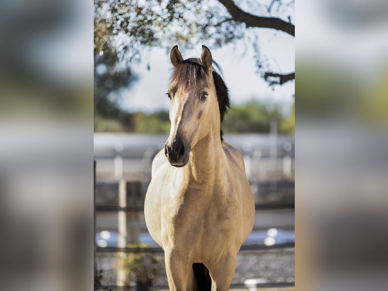 PRE Stallion 8 years 16,1 hh Buckskin in Malaga