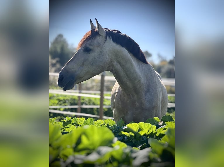 PRE Stallion 8 years 16,1 hh Buckskin in Malaga