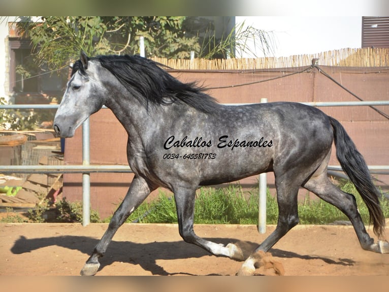 PRE Stallion 8 years 16.1 hh  in Vejer de la Frontera