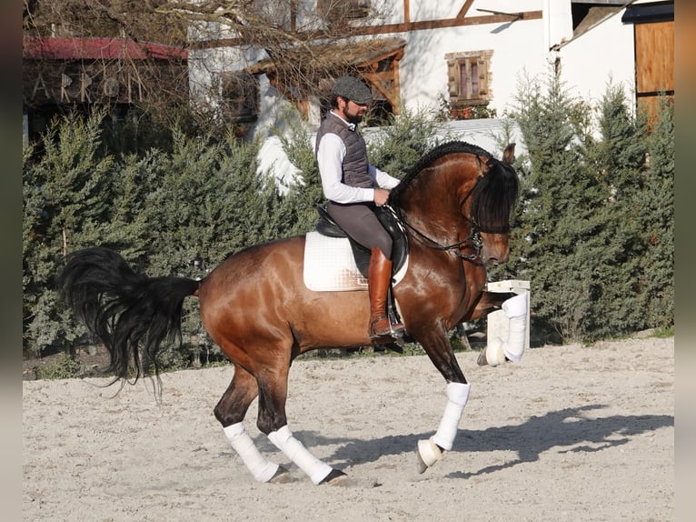 PRE Stallion 8 years 16.1 hh Dun in Noain