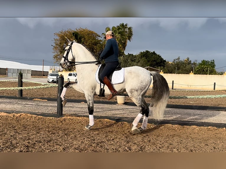 PRE Stallion 8 years 16,1 hh Gray in El Mirador, San Javier (Murcia)