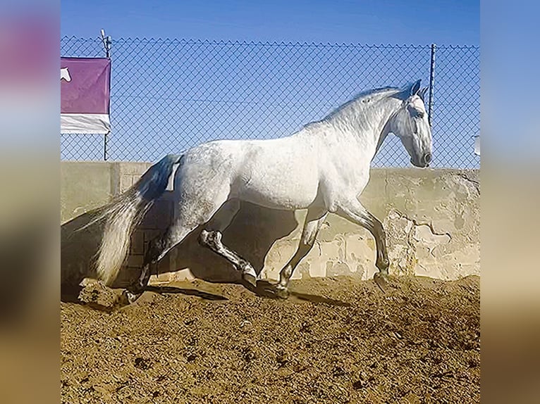 PRE Stallion 8 years 16,1 hh Gray in El Mirador, San Javier (Murcia)