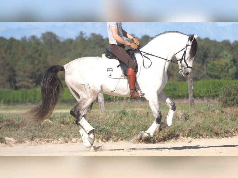 PRE Mix Stallion 8 years 16,1 hh Gray in NAVAS DEL MADRONO