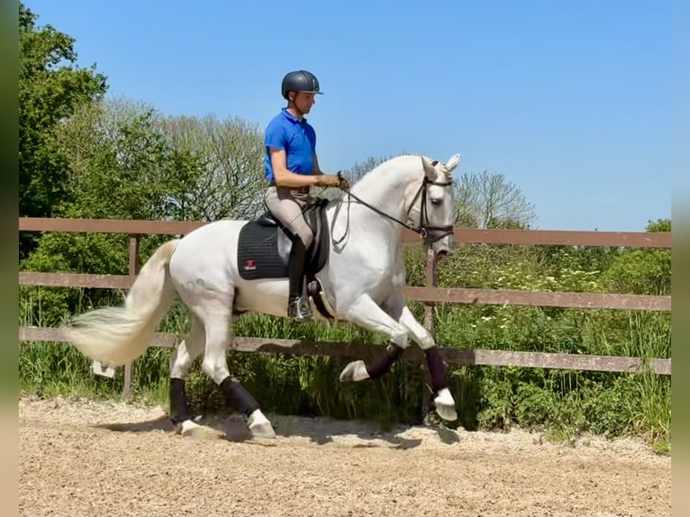 PRE Stallion 8 years 16,1 hh Gray in Silleda (Casco Urbano)