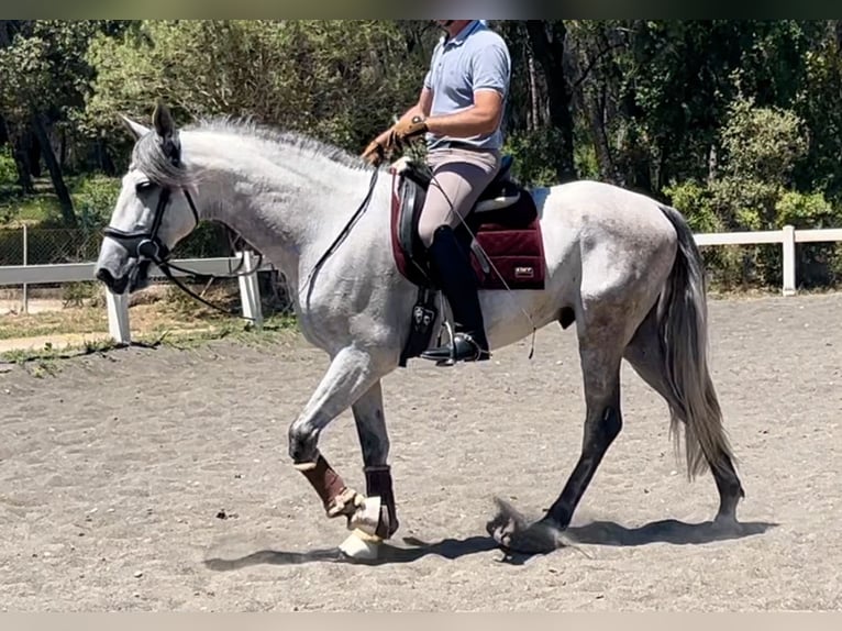 PRE Stallion 8 years 16,1 hh Gray in Barcelona