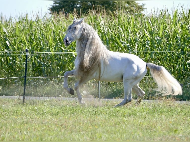 PRE Stallion 8 years 16.1 hh Grey in 32479 Hille
