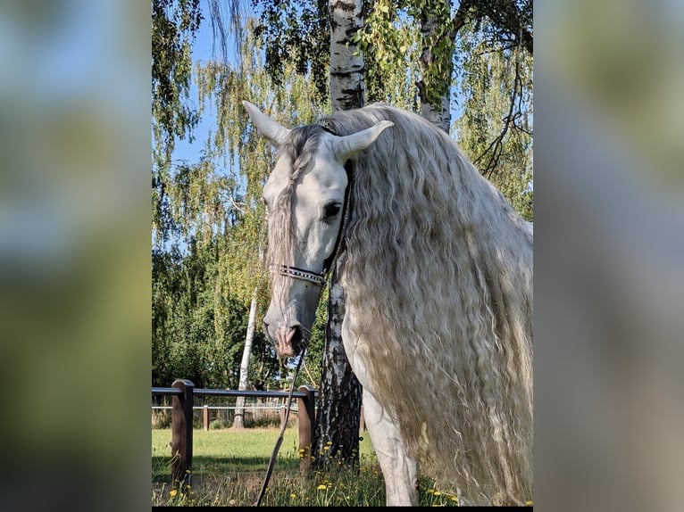 PRE Stallion 8 years 16.1 hh Grey in 32479 Hille