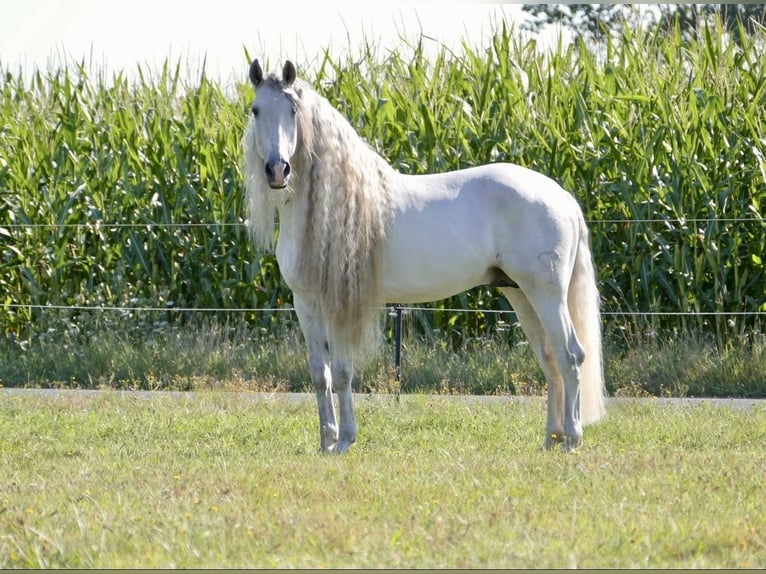 PRE Stallion 8 years 16.1 hh Grey in 32479 Hille