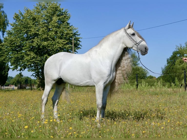 PRE Stallion 8 years 16.1 hh Grey in 32479 Hille