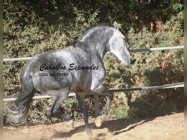 PRE Mix Stallion 8 years 16.1 hh Grey-Dapple in Vejer de la Frontera