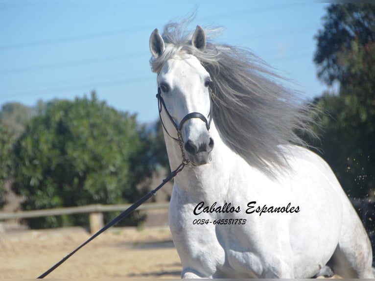 PRE Stallion 8 years 16.1 hh Grey in Vejer de la Frontera