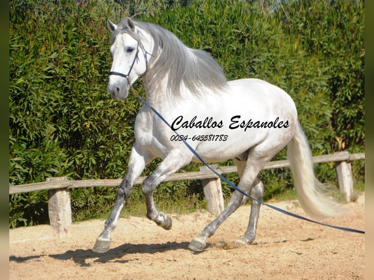 PRE Stallion 8 years 16.1 hh Grey in Vejer de la Frontera