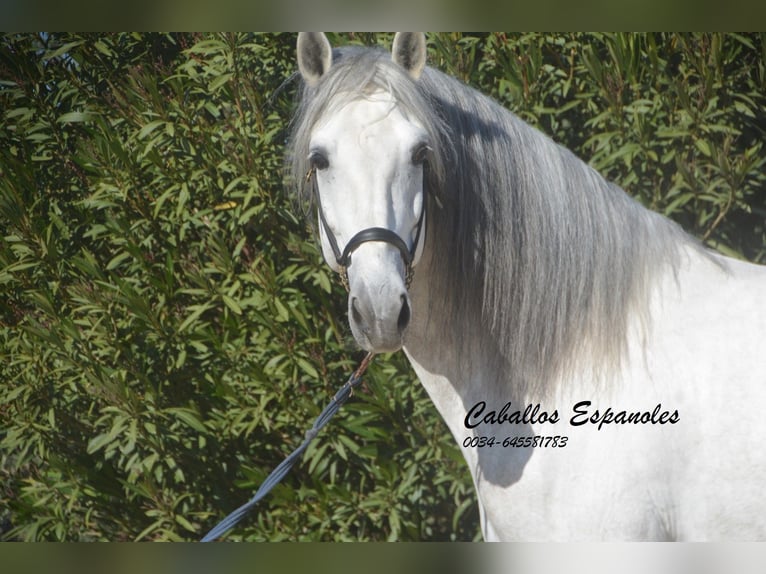 PRE Stallion 8 years 16.1 hh Grey in Vejer de la Frontera