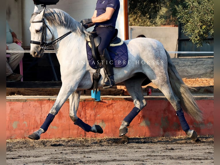 PRE Stallion 8 years 16.1 hh Grey in Santa Perpetua de Mogoda