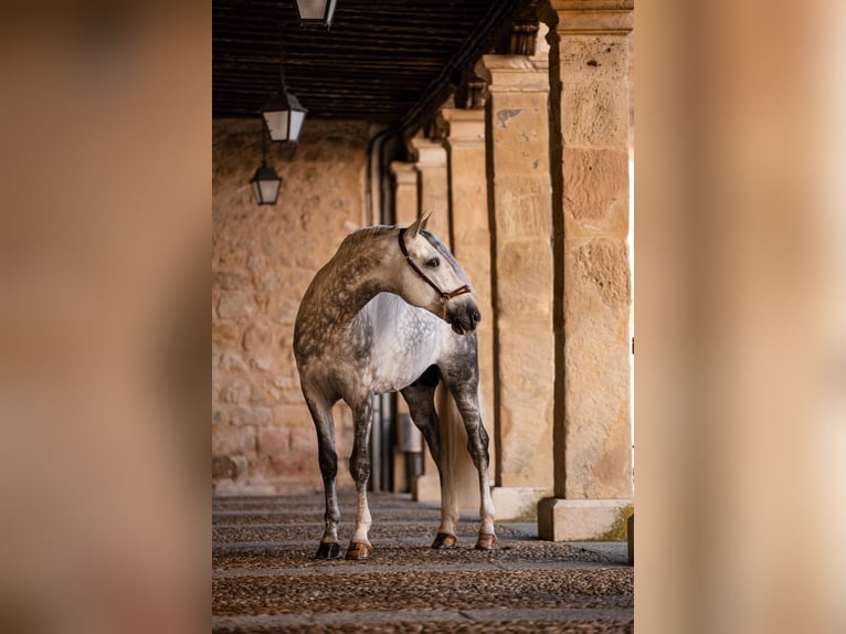 PRE Stallion 8 years 16,1 hh Grey in PALMA DEL RIO