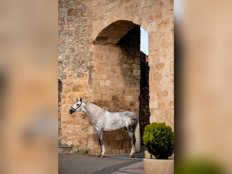 PRE Stallion 8 years 16,1 hh Grey in PALMA DEL RIO