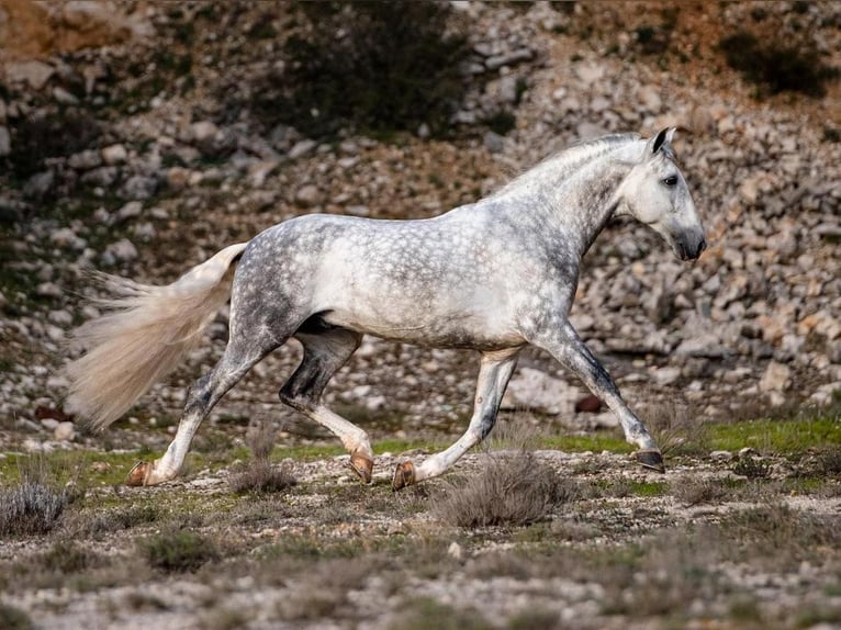 PRE Stallion 8 years 16,1 hh Grey in PALMA DEL RIO