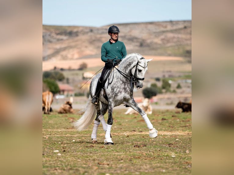 PRE Stallion 8 years 16,1 hh Grey in PALMA DEL RIO