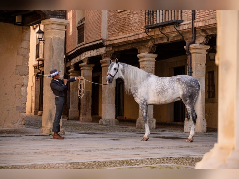 PRE Stallion 8 years 16,1 hh Grey in PALMA DEL RIO