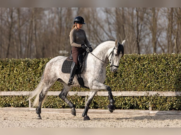 PRE Mix Stallion 8 years 16.1 hh Grey in Vinkeveen