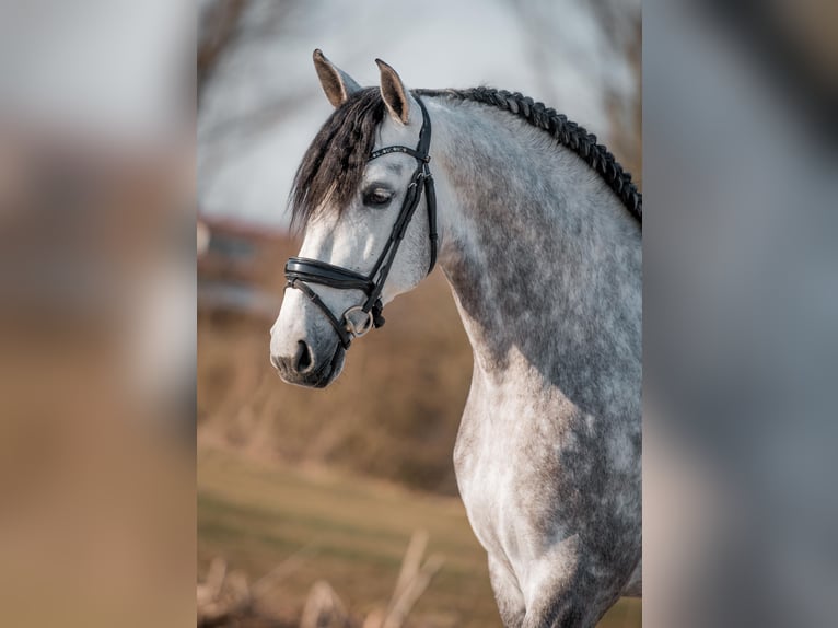PRE Mix Stallion 8 years 16.1 hh Grey in Vinkeveen