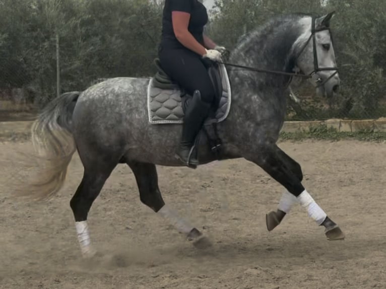 PRE Mix Stallion 8 years 16.1 hh Grey in Coin