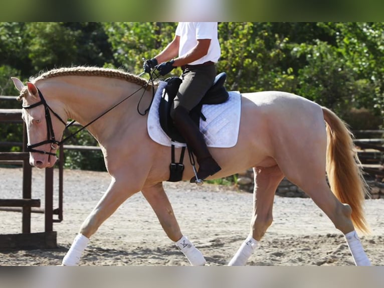 PRE Stallion 8 years 16,1 hh Perlino in MALAGA