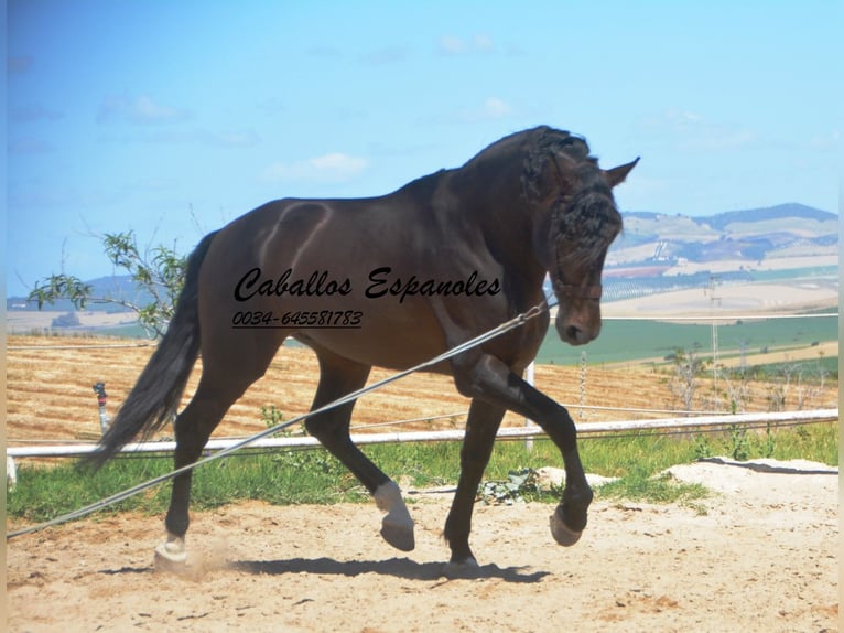 PRE Stallion 8 years 16,1 hh Smoky-Black in Vejer de la Frontera