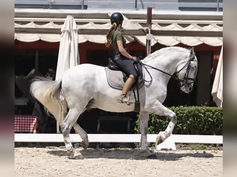 PRE Mix Stallion 8 years 16.1 hh White in Barcelona