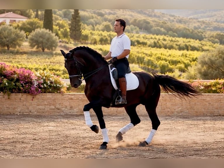 PRE Mix Stallion 8 years 16.2 hh Bay-Dark in Schwarme