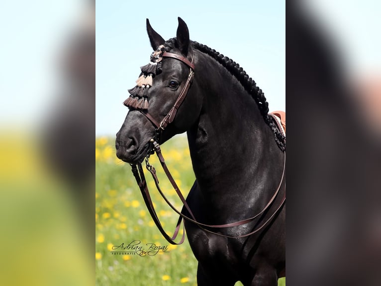 PRE Stallion 8 years 16,2 hh Black in Niederstaufen