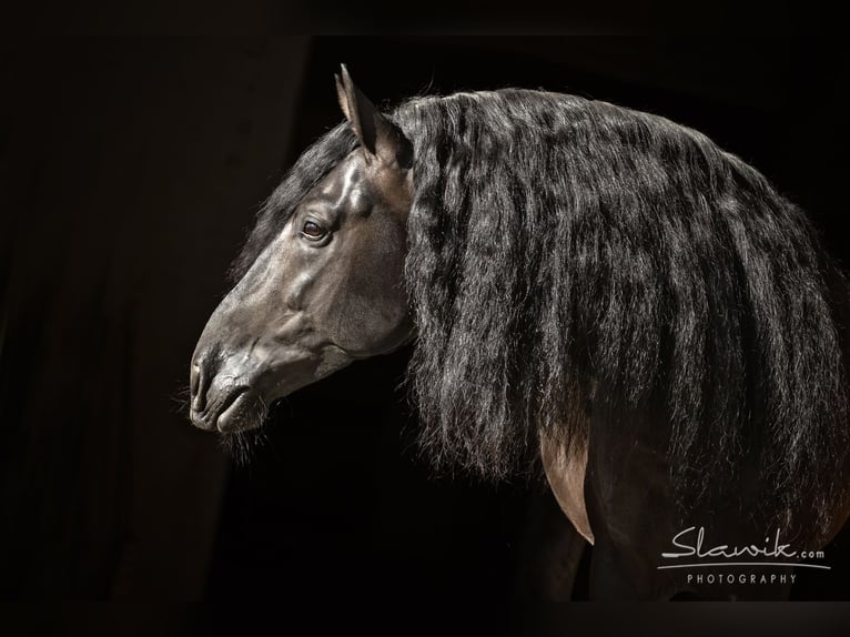 PRE Stallion 8 years 16,2 hh Black in Niederstaufen