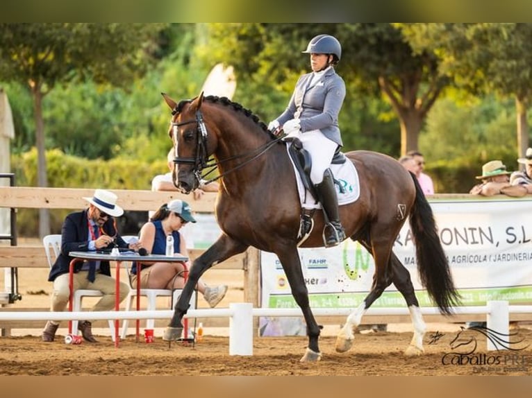 PRE Stallion 8 years 16,2 hh Brown in Barcelona