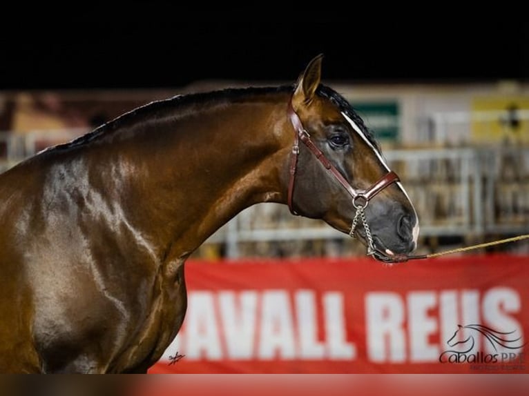 PRE Stallion 8 years 16,2 hh Brown in Barcelona